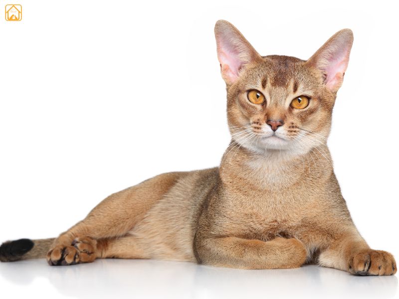 Abyssinian Cat