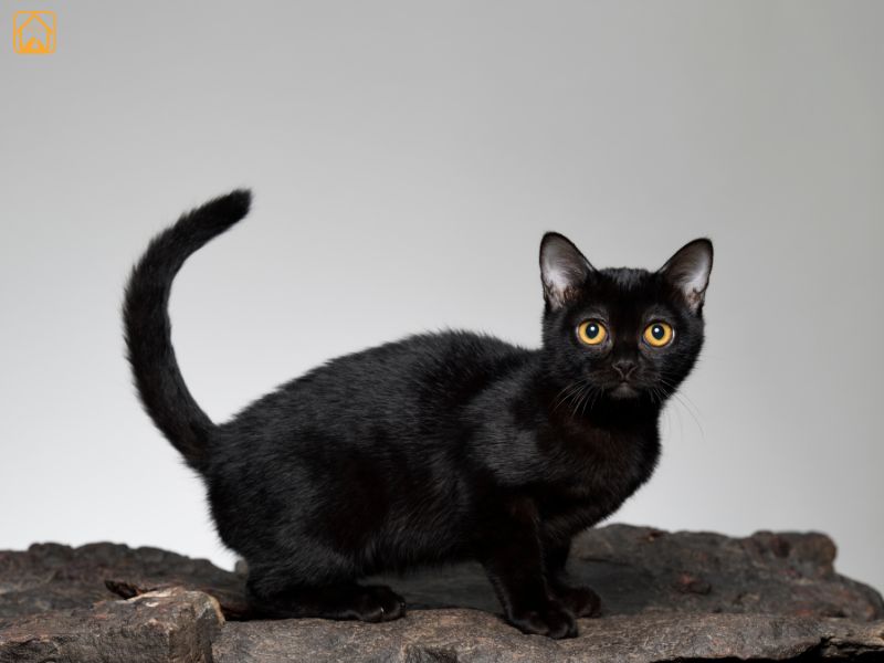 Bombay Cat