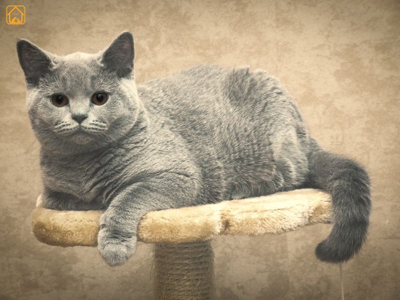 British Shorthair
