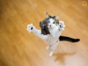 Cat Enrichment Activities: Fun Ways to Keep Your Cat Happy