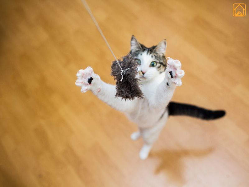 Cat Enrichment Activities