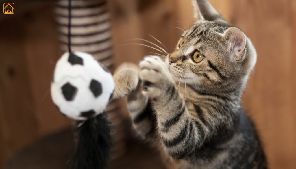 Cat Enrichment Activities