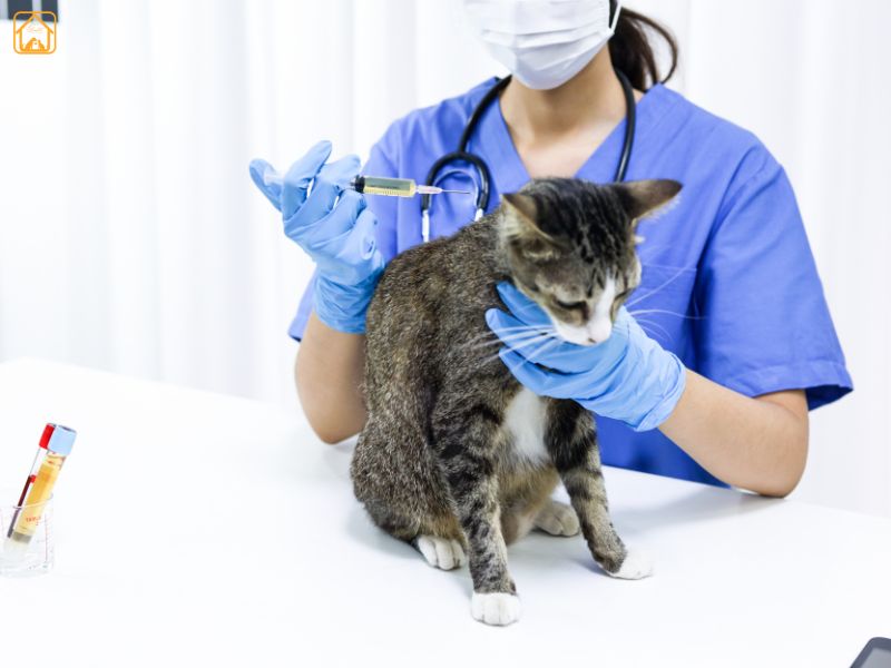 Diagnosing Tick-Borne Illnesses in cats