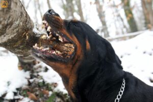 Dog Bite Force: Understanding PSI, Breed Rankings & Safety