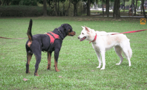 Dog Harness vs Collar: Key Differences Explained