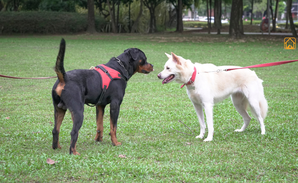 Dog Harness vs Collar