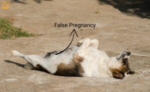 Dog Phantom Pregnancy: What Every Pet Parent Should Know