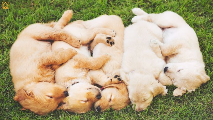 Golden Retrievers