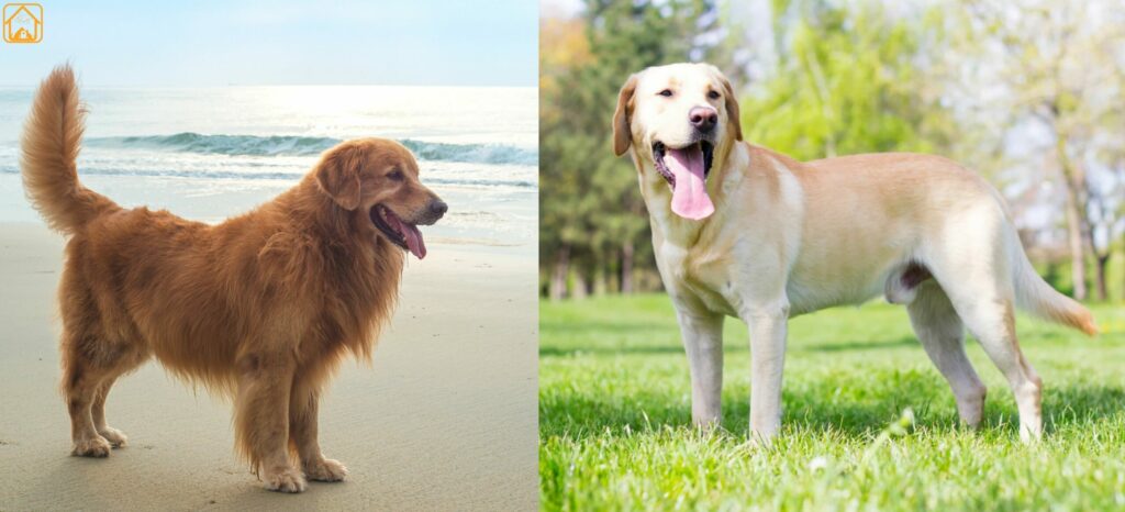 Golden Retriever vs Labrador