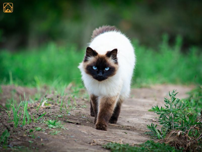 Himalayan Cat