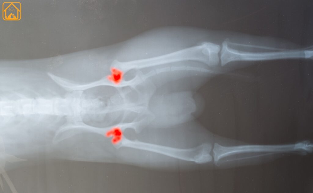 X-ray of dog with Hip Dysplasia