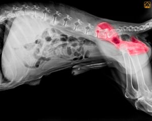 Hip Problems in Dogs: Causes, Symptoms & Treatment