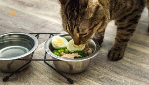 Homemade Cat Food: A Complete Guide for Caring Cat Parents