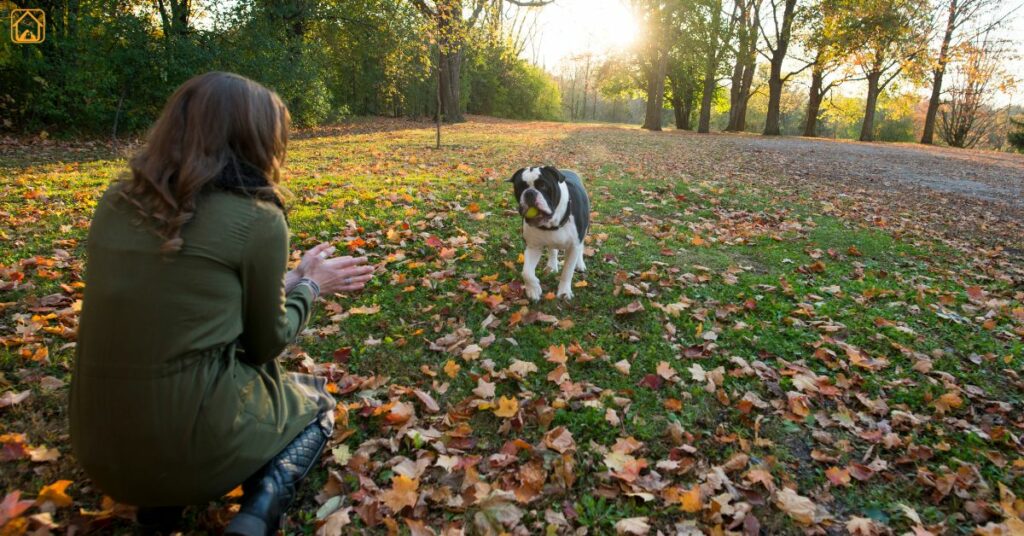 How to Teach a Dog to Come