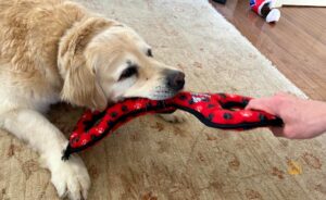 How to Teach a Dog to Leave It: Step-by-Step Leave It Training Guide