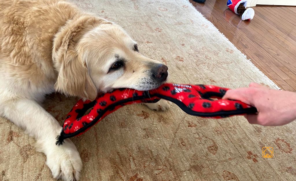 How to Teach a Dog to Leave It