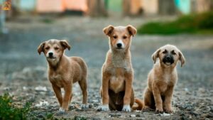 Indian Pariah Dog