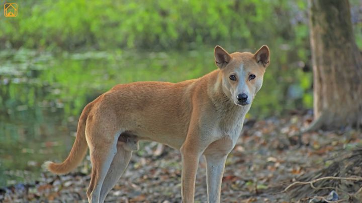 Indian Pariah Dog Physical Characteristics