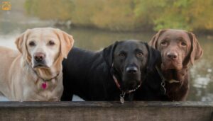 Labrador Coat Colors: Complete Guide with Chart, Genetics & More