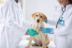 Labrador Health Issues: Common Problems & Expert Tips