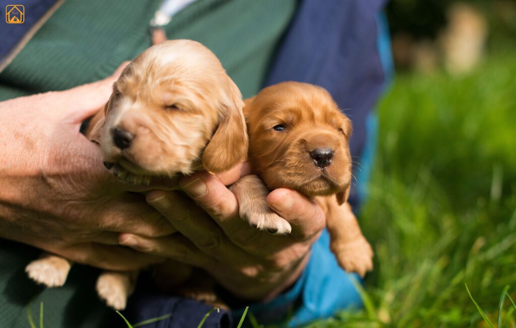 Labrador Postpartum Care (mother & puppies)