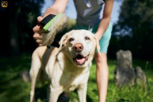 Labrador Retriever Grooming: Complete Guide to Shedding, Bathing & Coat Care
