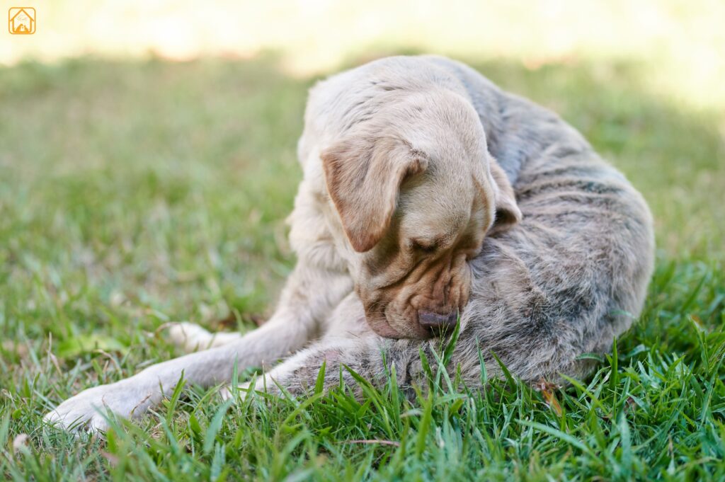 Labrador Skin and Ear Conditions