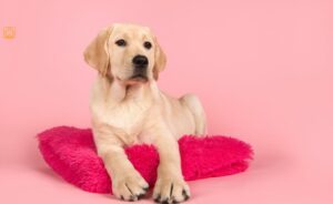 National Labrador Retriever Day: History, Fun Facts & Ways to Celebrate
