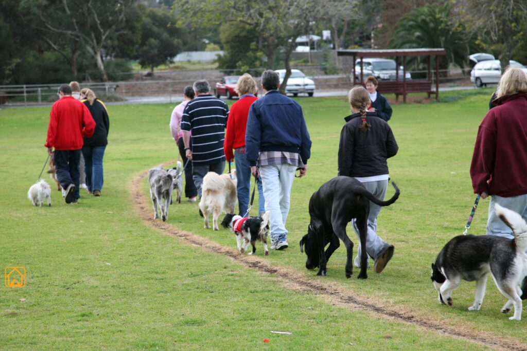Obedience Training for Dogs