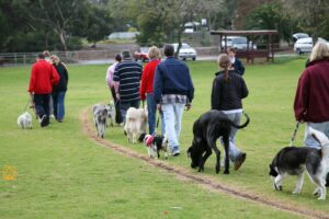 Obedience Training for Dogs: Expert Tips & Step-by-Step Lesson Plan