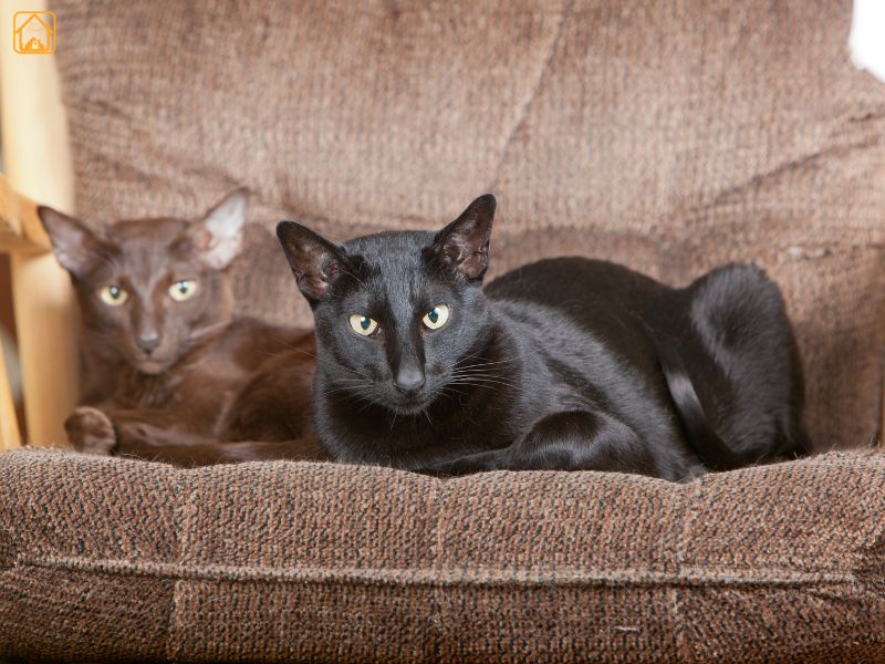 Oriental Shorthair