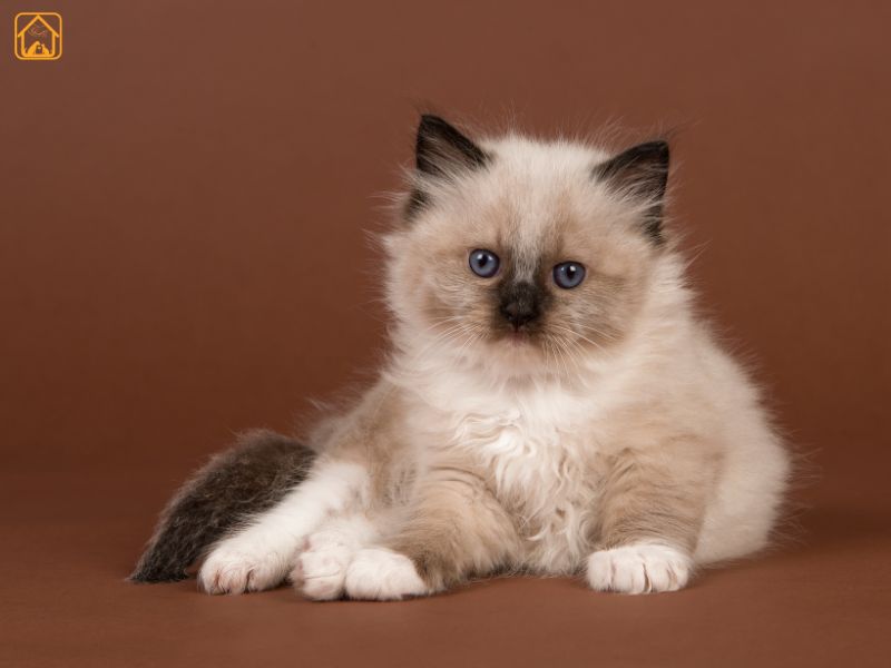Ragdoll Cat