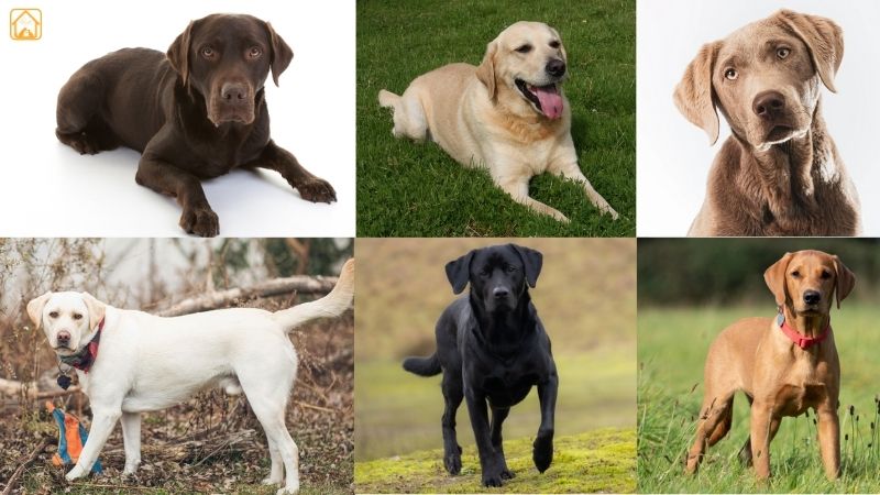 Rare and Unusual Labrador Colors