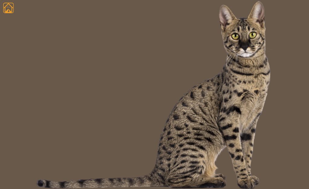 Savannah Cat
