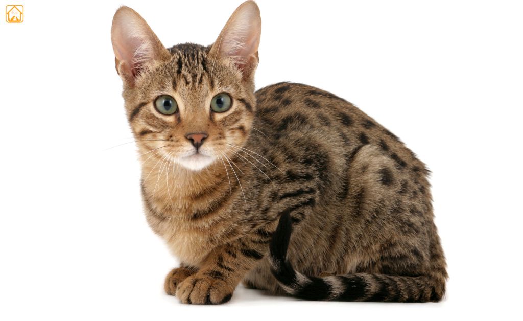 Serengeti cat