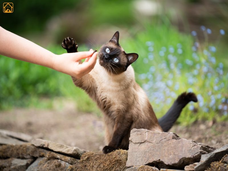 Siamese Cat