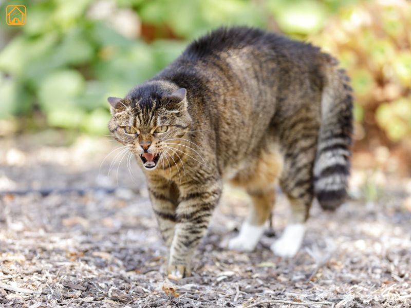 Signs of Aggression in Cats