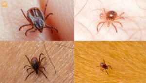 Tick-Borne Diseases in Cats: Your Trusted Guide to Safety and Care