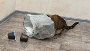 Why Do Cats Knock Things Over? Feline Behavior Explained