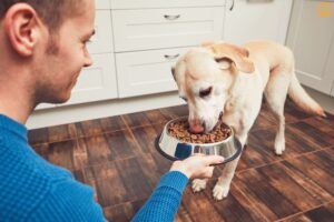 Adult Dog Feeding: The Complete Guide for Happy, Healthy Dogs