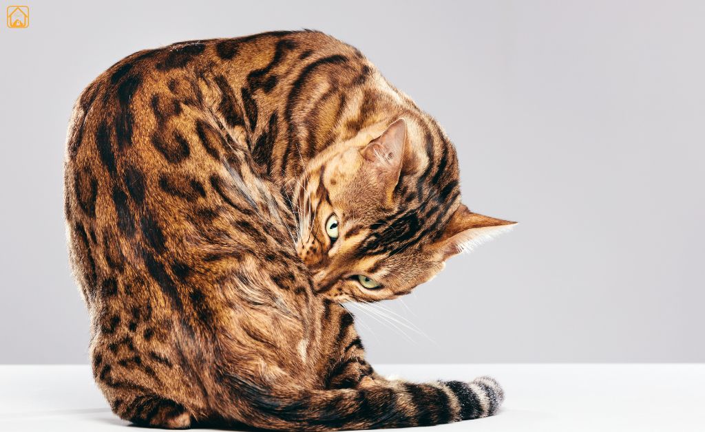 bengal cat