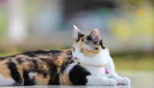 Calico Cat: Personality, Types, Genetics & Care Guide