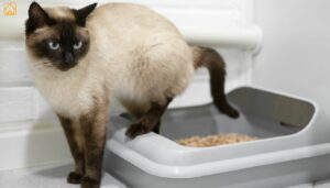 How to Litter Train Kitten