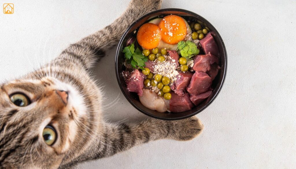 cat nutrition