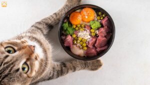 Kitten Nutrition: Complete Guide for Healthy Growth