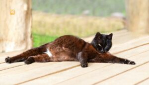 Cat Pregnancy: Complete Timeline, Symptoms, Stages, and Caring Tips