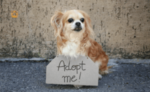 Adopting a Dog: Complete Guide to Bringing Home a New Best Friend