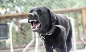 how to stop dog braking