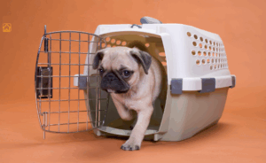 Dog Crates: The Ultimate Guide for Every Dog and Home