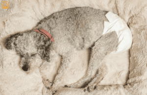 Dog Heat Cycle: What Every Pet Parent Needs to Know
